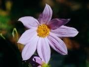 Dahlia imperialis Mauve